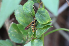 Nokona pilamicola