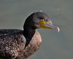 Phalacrocorax carbo