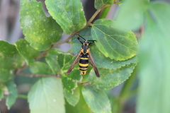 Nokona pilamicola