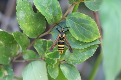 Nokona pilamicola
