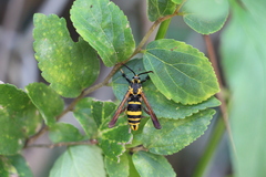 Nokona pilamicola