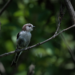 Aegithalos caudatus