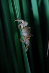 Orisarma neglectum