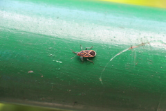 Graptostethus servus