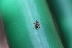 Graptostethus servus