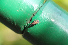 Graptostethus servus