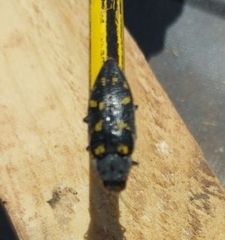 Buprestis bertheloti