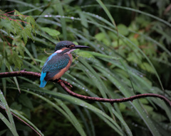 Alcedo atthis