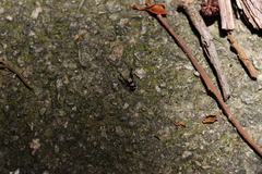 Harmochirus insulanus