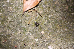 Harmochirus insulanus