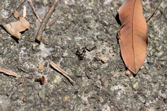 Harmochirus insulanus