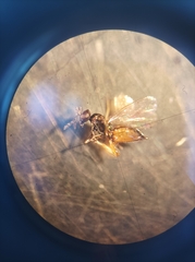 Hymenoptera