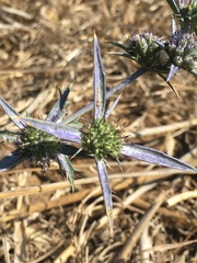 Eryngium creticum