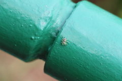 Phintella accentifera