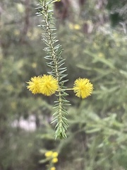 Acacia conferta