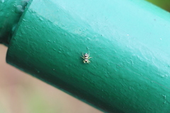 Phintella accentifera