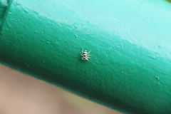 Phintella accentifera