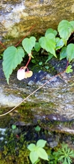 Begonia dioica