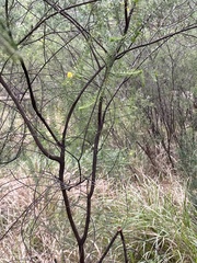 Acacia conferta