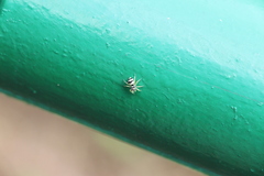 Phintella accentifera