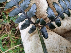 Polystichum neozelandicum