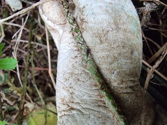 Polystichum neozelandicum