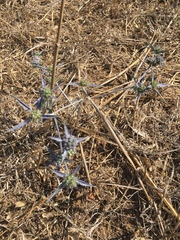 Eryngium creticum
