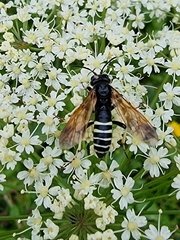 Tenthredo segmentaria