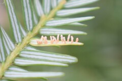 Naohidemyces vacciniorum