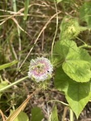 Passiflora foetida