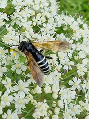 Tenthredo segmentaria