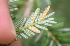 Naohidemyces vacciniorum