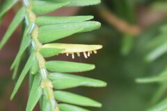 Naohidemyces vacciniorum
