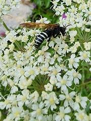 Tenthredo segmentaria