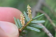 Naohidemyces vacciniorum