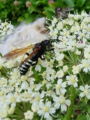 Tenthredo segmentaria