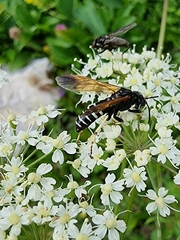 Tenthredo segmentaria