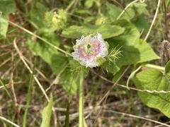 Passiflora foetida