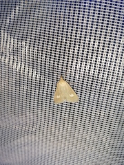 Udea alpinalis