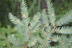 Naohidemyces vacciniorum