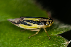 Evacanthus interruptus