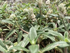 Gomphrena celosioides
