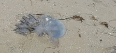Rhizostoma pulmo