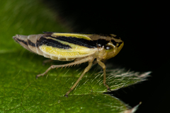 Evacanthus interruptus