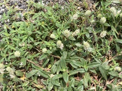 Gomphrena celosioides