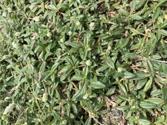 Gomphrena celosioides