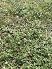 Gomphrena celosioides