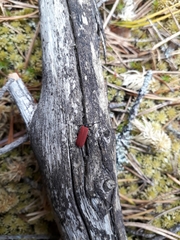 Pyropterus nigroruber