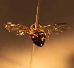 Dasysyrphus venustus