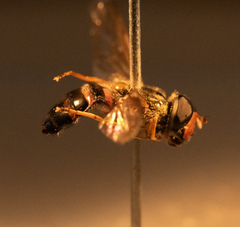 Dasysyrphus venustus